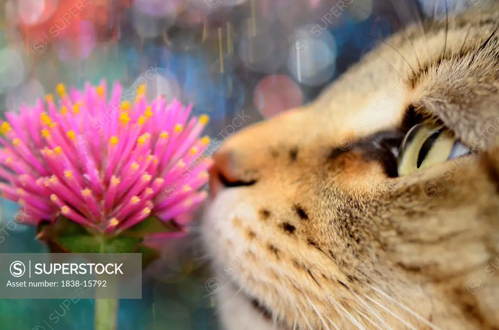Cat Smelling Pink Flower, Close Up
