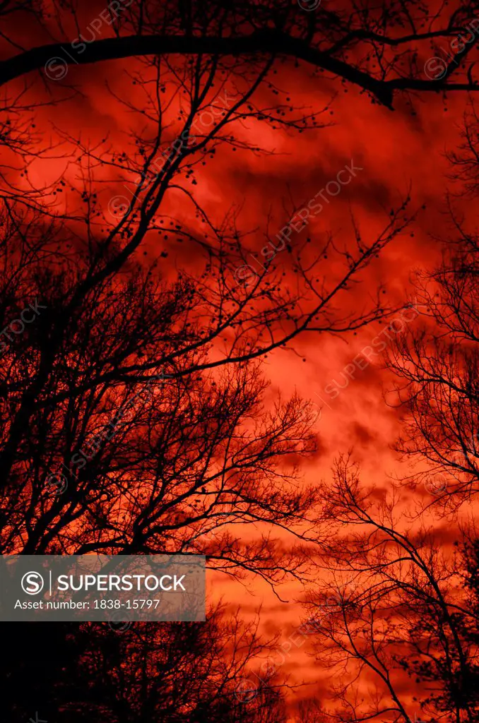 Silhouette of Trees Branches Against Dramatic Red Sky