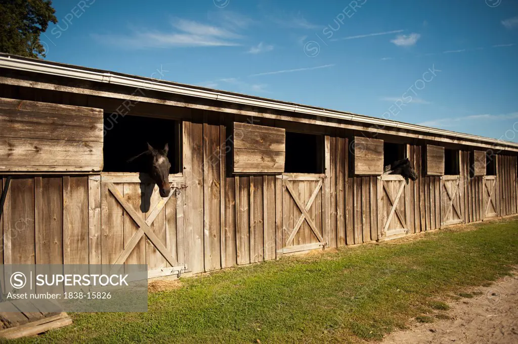 Two Horses Looking out of Stable Windows