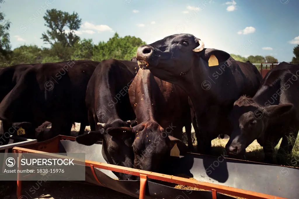 Cows Eating from a Trough