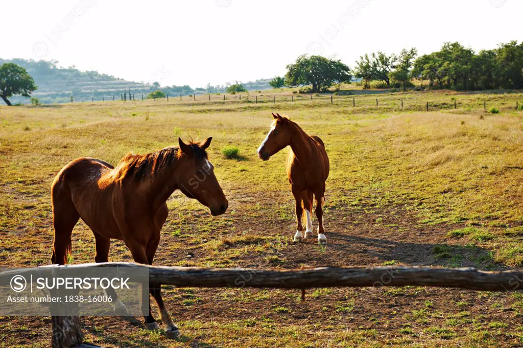 Two Horses in Field