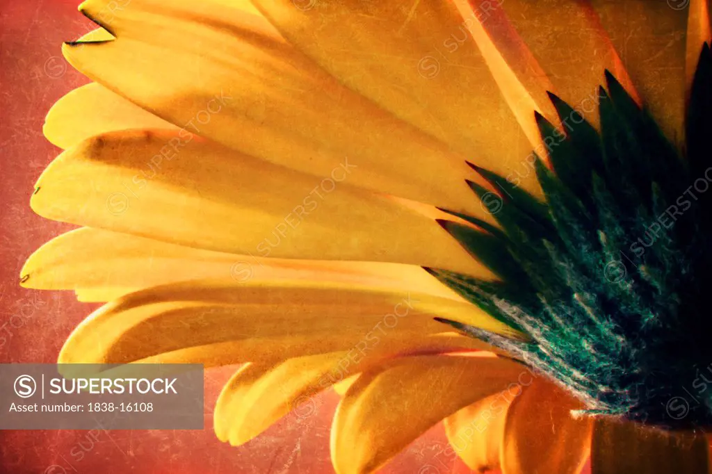 Sunflower Petals, Close-Up