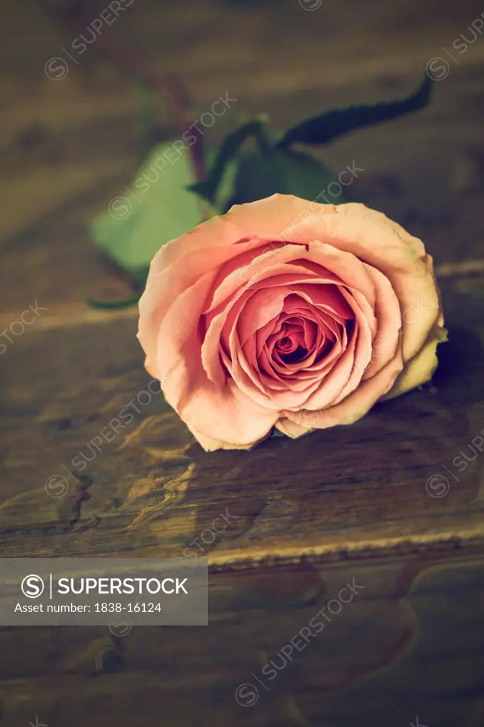 Pink Rose on Wet Table