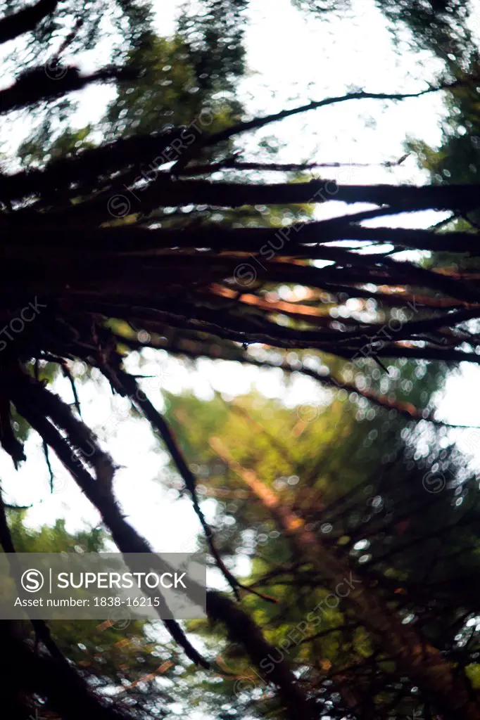 Tree Branches and Forest Bokeh