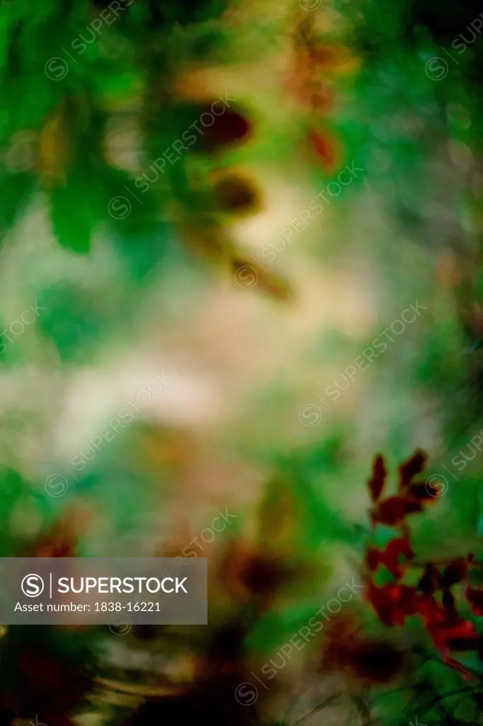 Blurred Foliage in Forest, Abstract 3