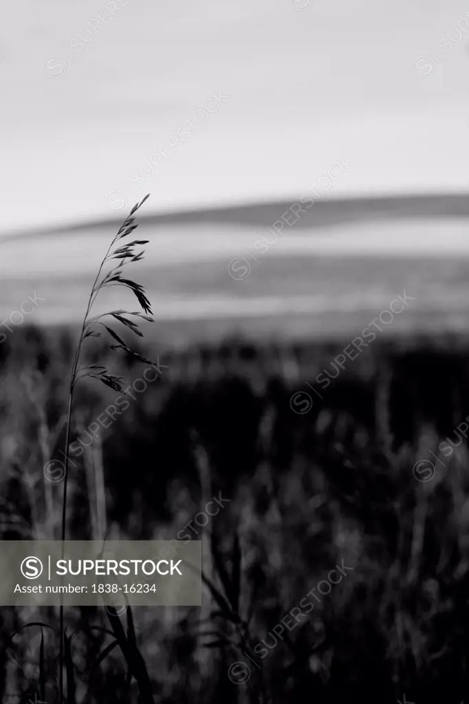 Stem of Tall Grass in Field, Selective Focus