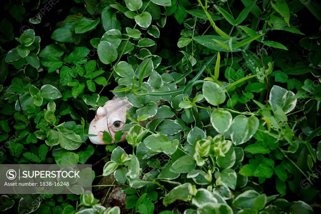 Frog Statue in Green Leaves
