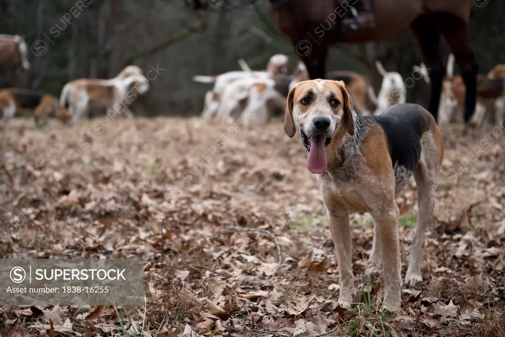Fox Hunting Hound with Tongue Wagging