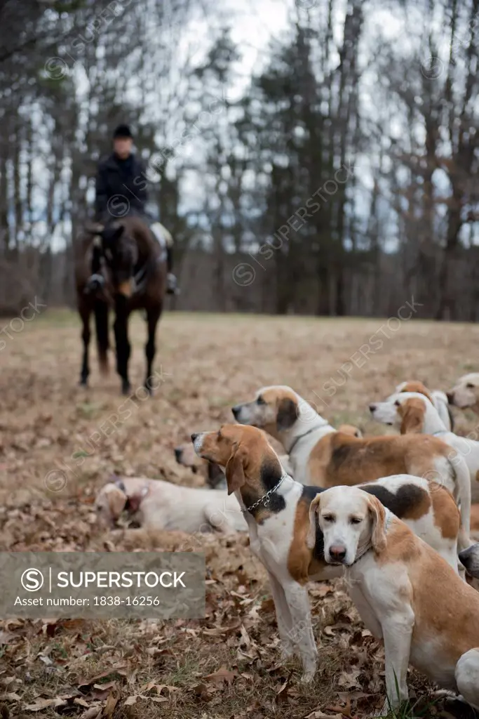 Fox Hunting Hounds with Rider in Background