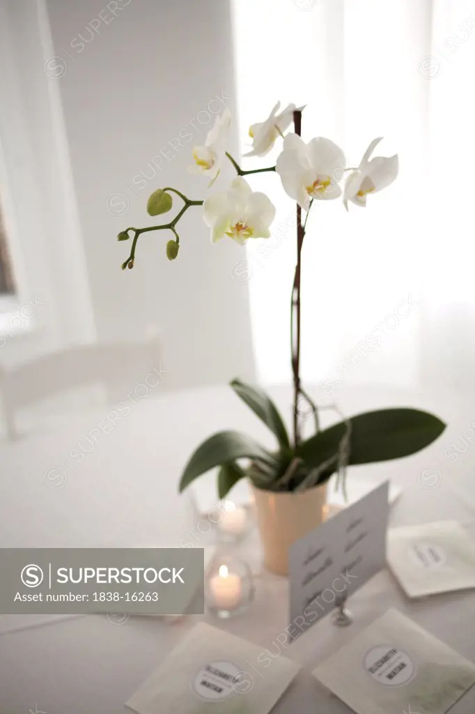 White Orchid on Table