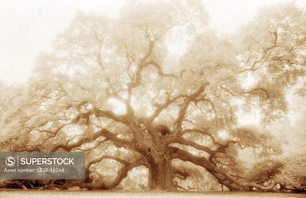 Mystical Angel Oak Tree