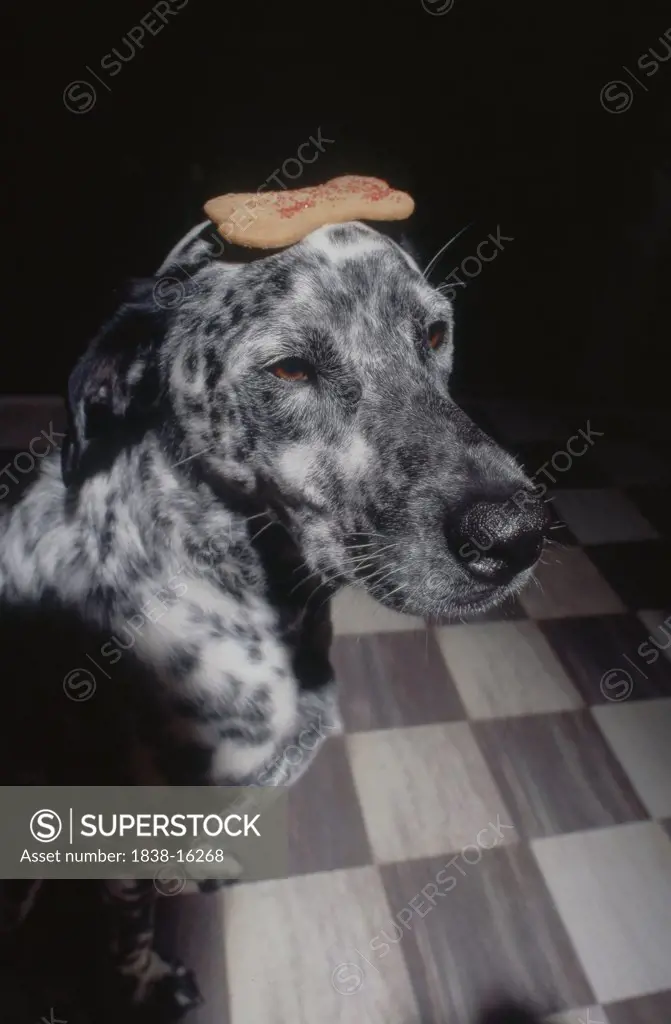 Dalmatian with Cookie on Head
