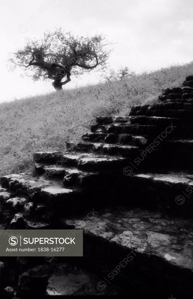 Stone Steps Leading Up Hill with Tree in Background
