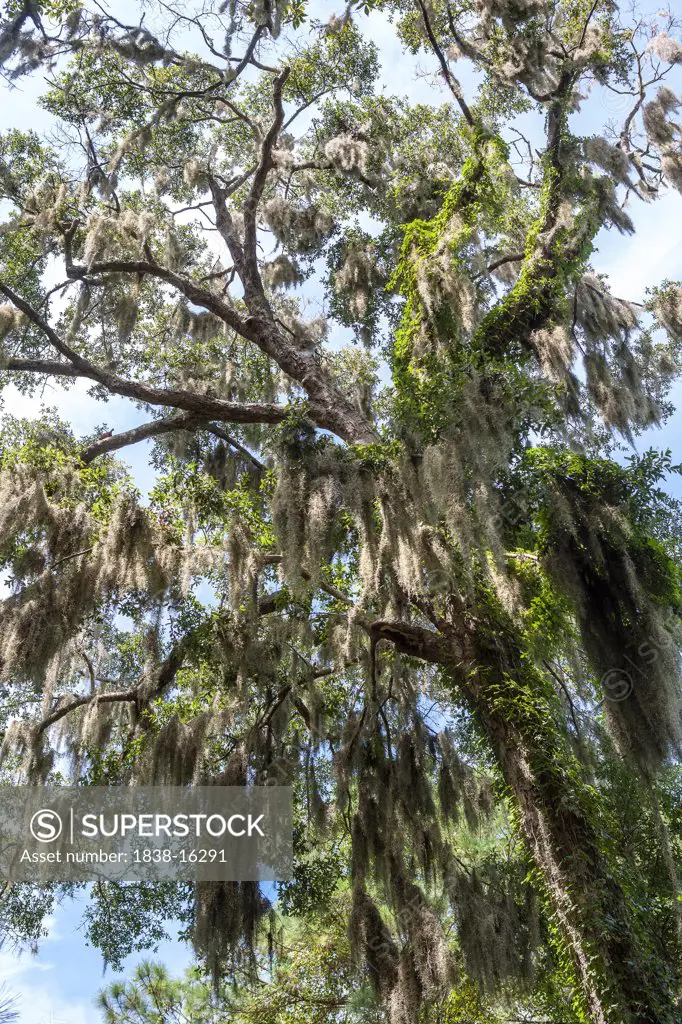 Tree with Spanish Moss, Low Angle View