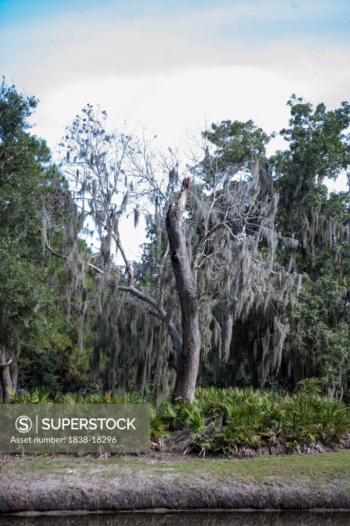 Dead Tree and Spanish Moss