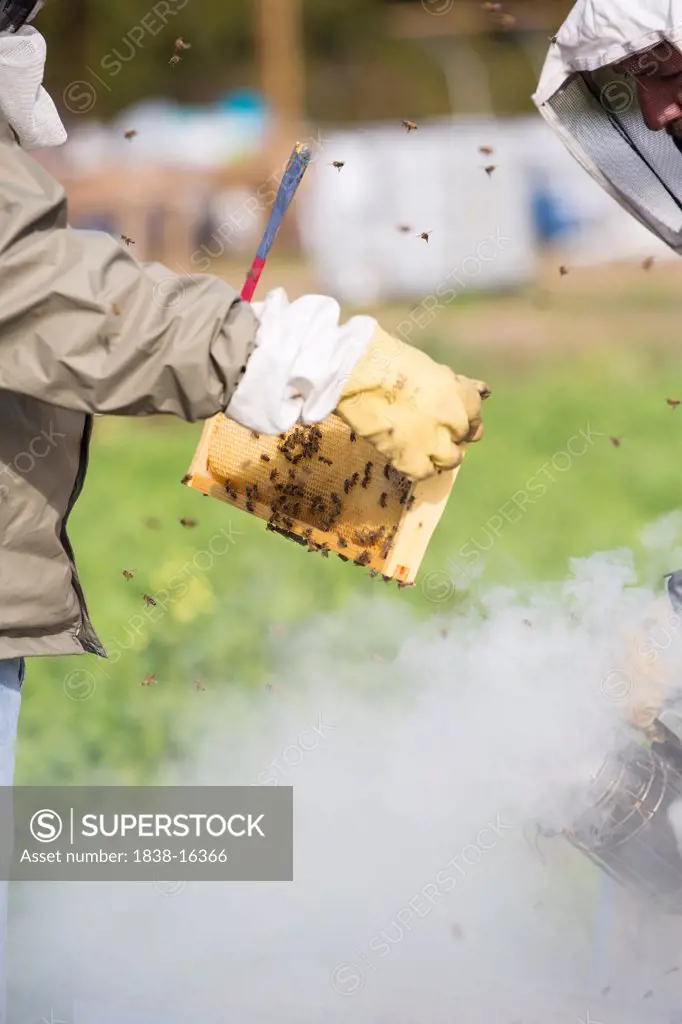Beekeepers Smoking Beehive to Remove Honeycombs