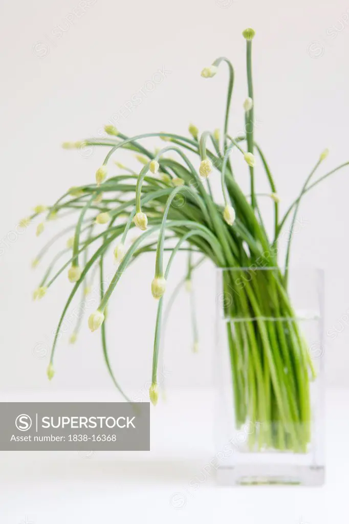 Chives in Vase, Selective Focus