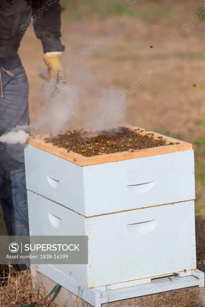 Beekeeper Smoking Beehive