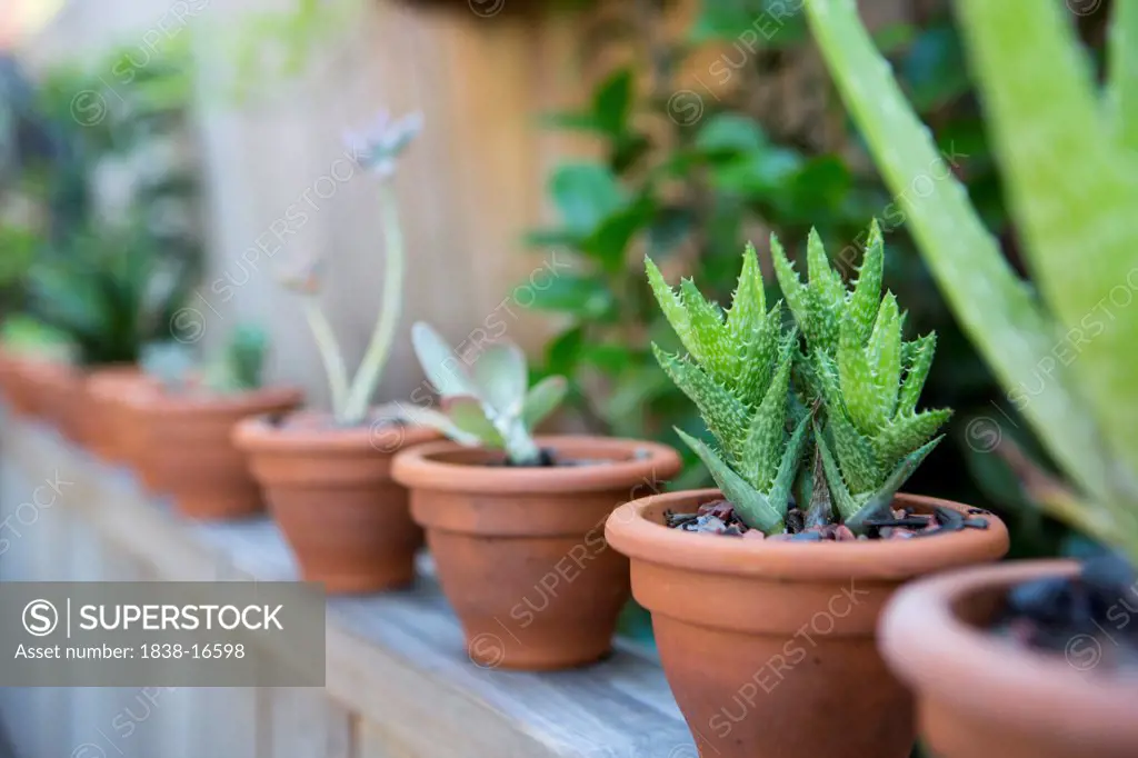 Row of Succulent Plants in Clay Pots