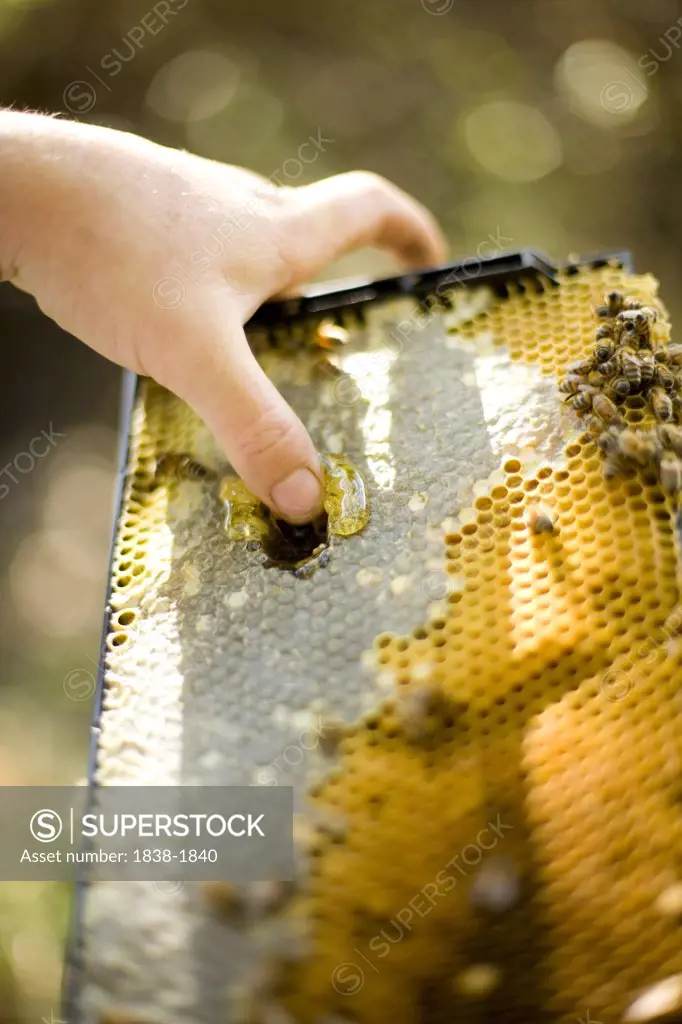 Hand Holding Honey Bee Hive 