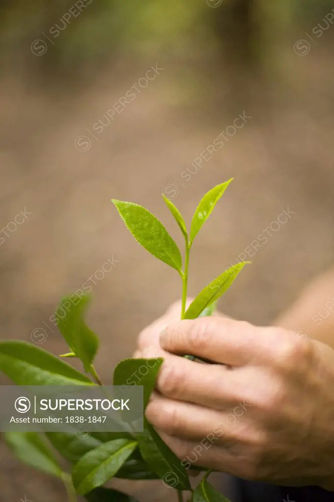 Hands Holding Tea Leaf Stem 