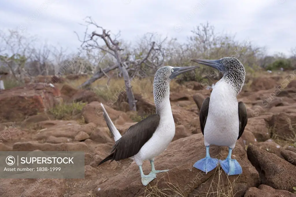 Two Blue-footed Boobies 