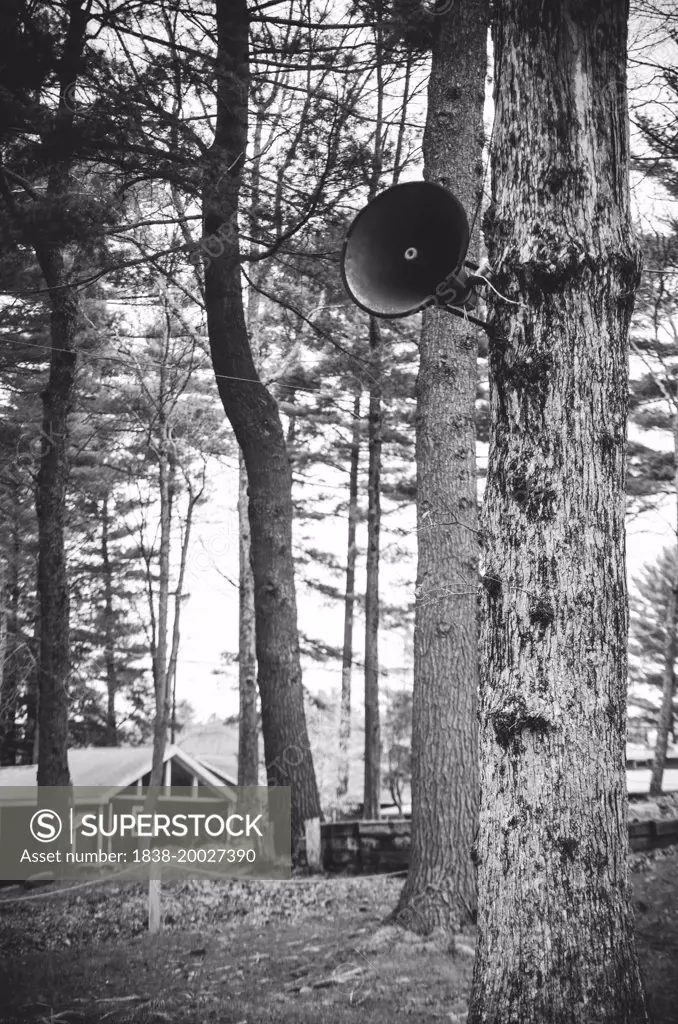 Camp Loudspeaker Connected to Tree