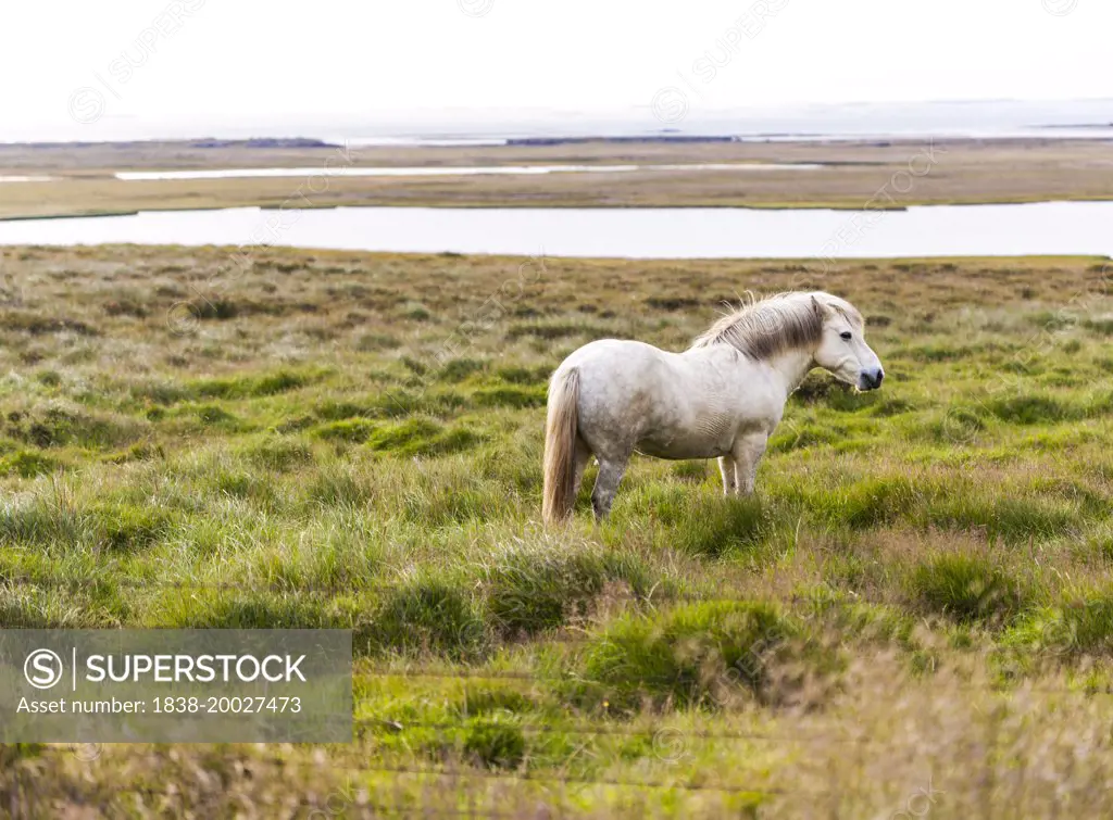 White Horse in Rural Field, Iceland