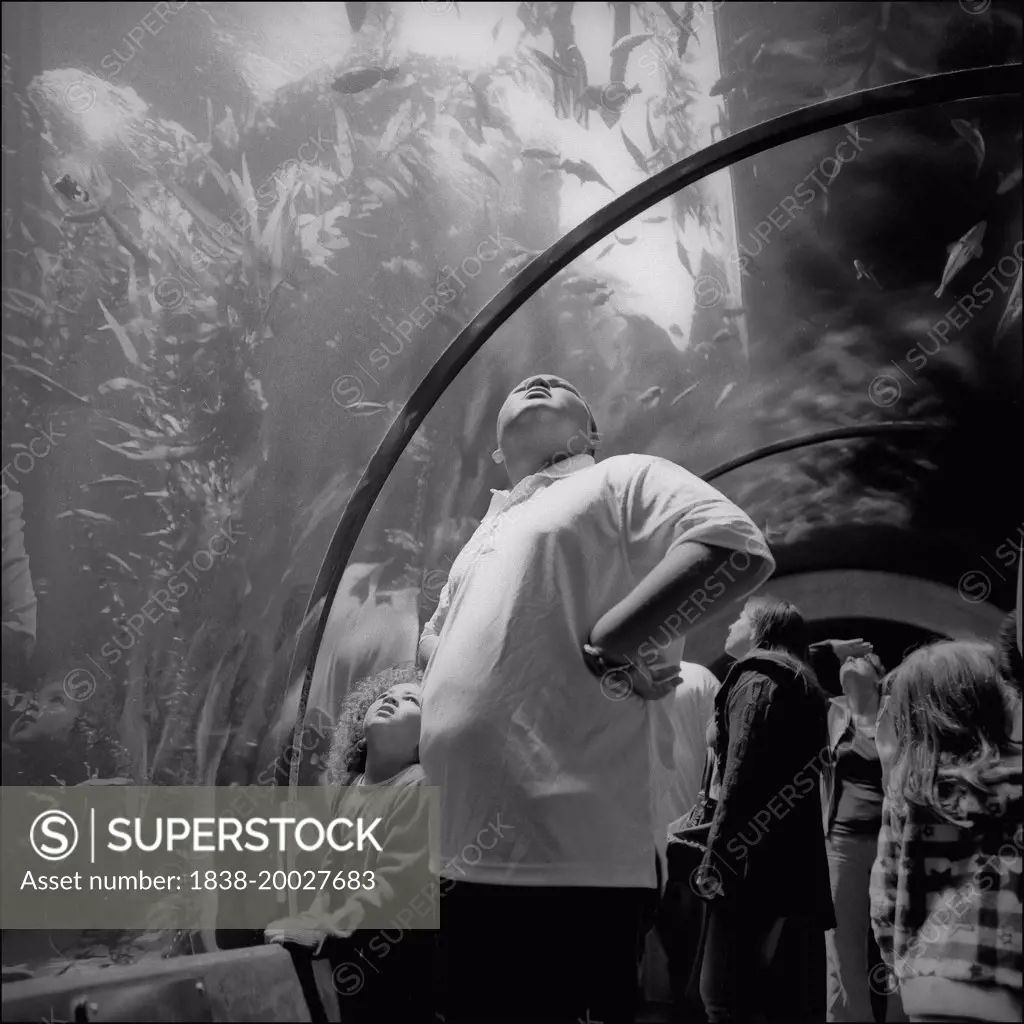 Group of People Looking at Underwater Life in Aquarium Tunnel