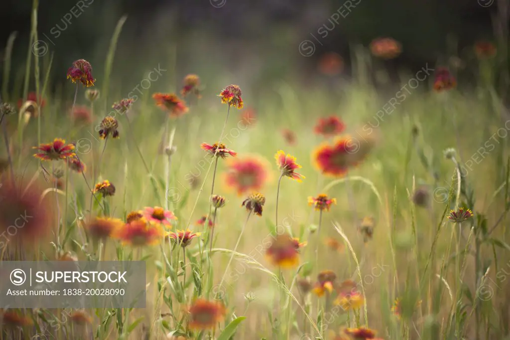 Texas Indian Paintbrush Wildflowers