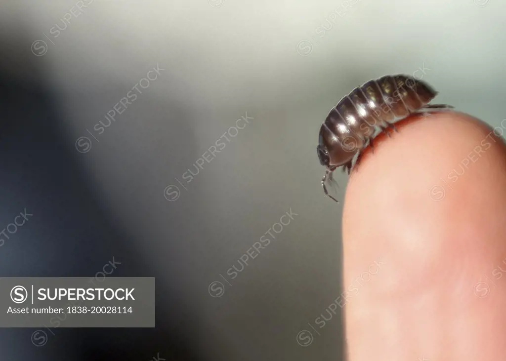 Pill Bug on Finger