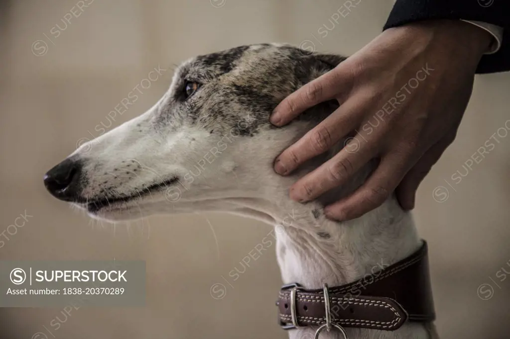 Hand Touching Head of Greyhound Dog