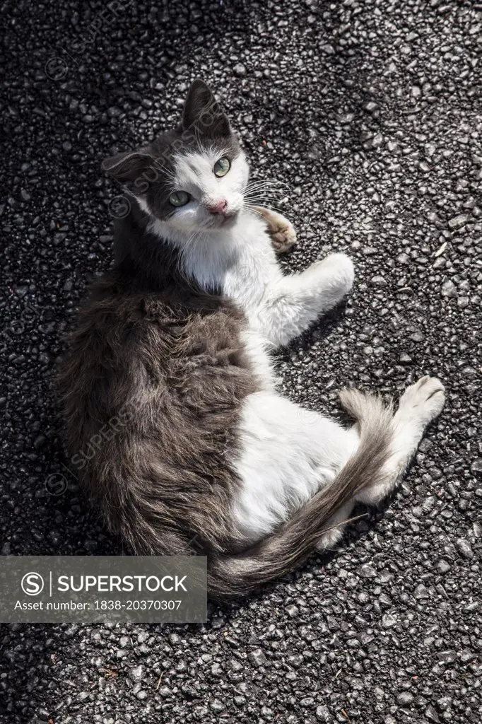 Portrait of Cat Laying on Asphalt, High Angle View