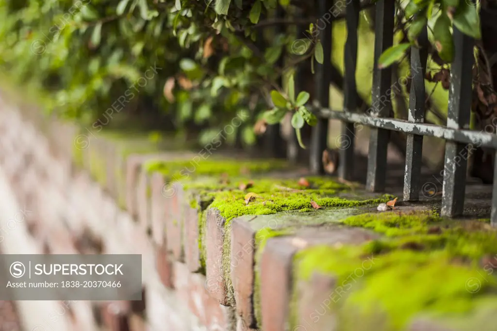 Moss on Brick Wall