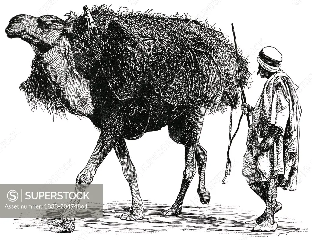Herder and Camel with Halfa Grass, Algeria, Africa, "Classical Portfolio of Primitive Carriers", by Marshall M. Kirman, World Railway Publ. Co., Illustration, 1895