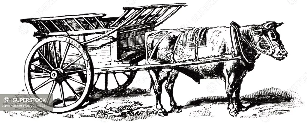 Rural Ox-Cart, England, "Classical Portfolio of Primitive Carriers", by Marshall M. Kirman, World Railway Publ. Co., Illustration, 1895