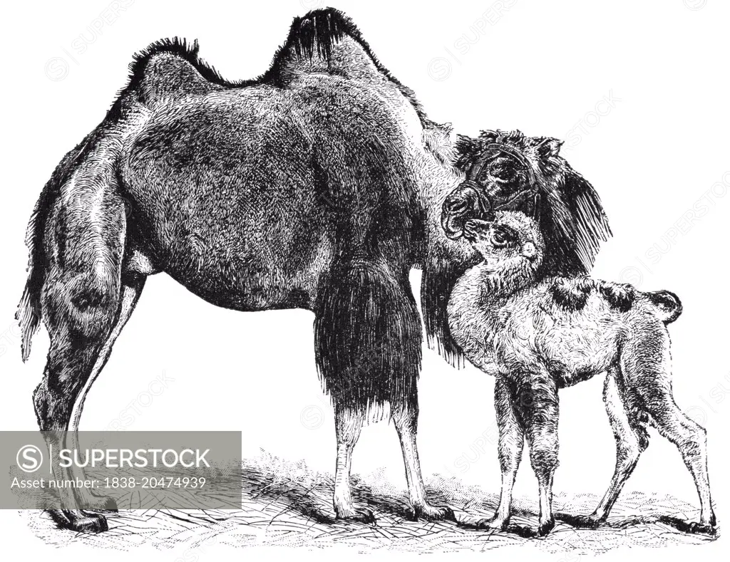 Bactrian Camel and Calf, "Classical Portfolio of Primitive Carriers", by Marshall M. Kirman, World Railway Publ. Co., Illustration, 1895