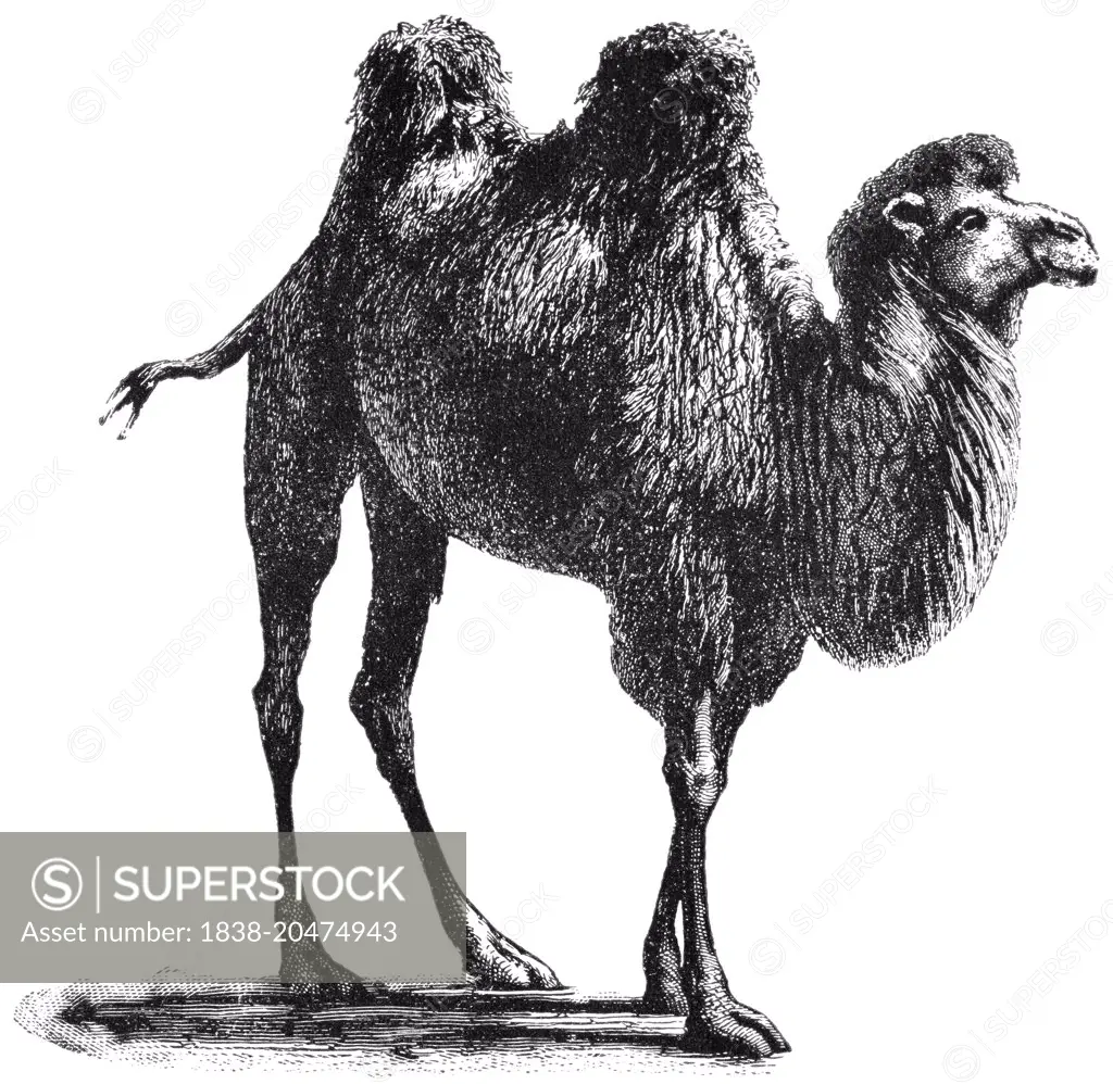 Bactrian Camel, Central Asia, "Classical Portfolio of Primitive Carriers", by Marshall M. Kirman, World Railway Publ. Co., Illustration, 1895