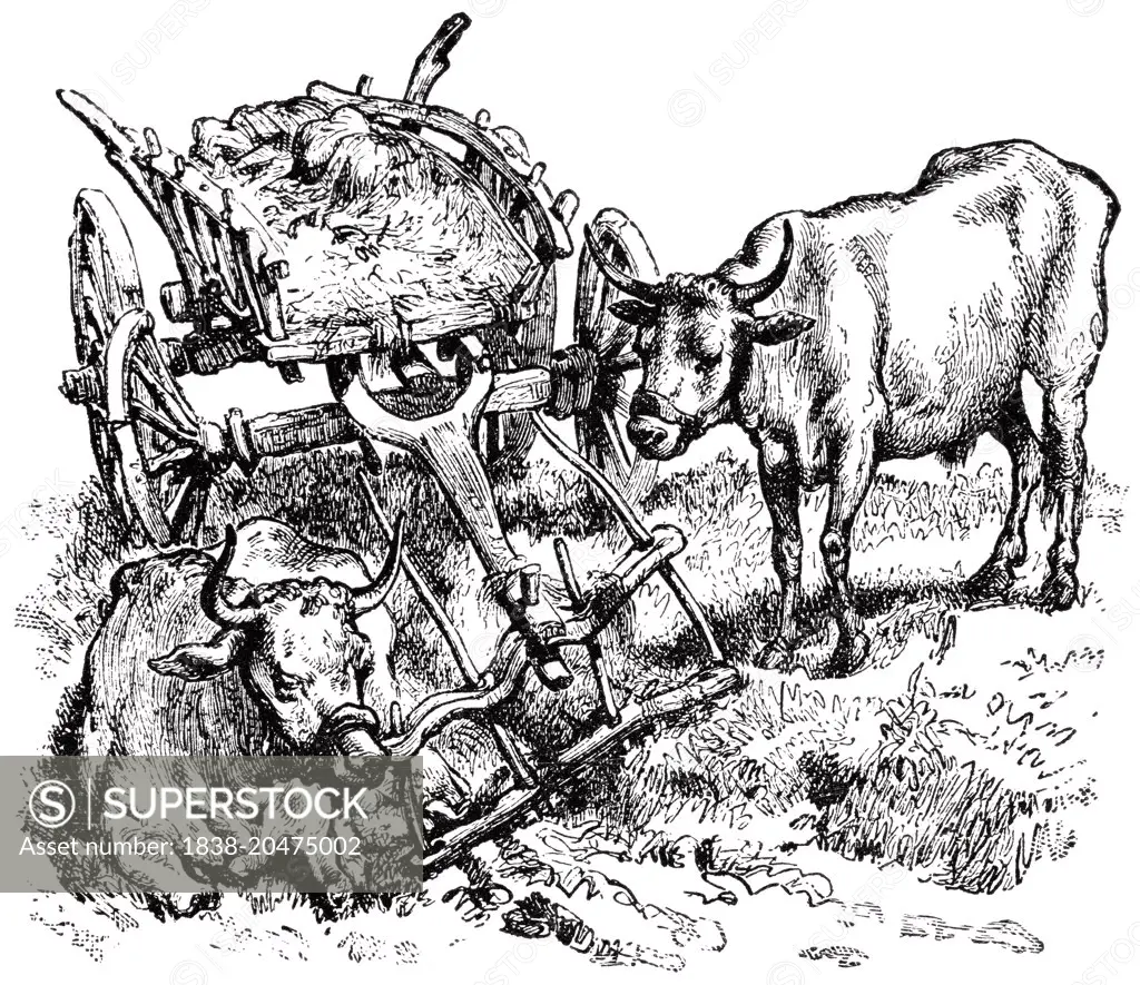 Cart and Oxen, Serbia, "Classical Portfolio of Primitive Carriers", by Marshall M. Kirman, World Railway Publ. Co., Illustration, 1895