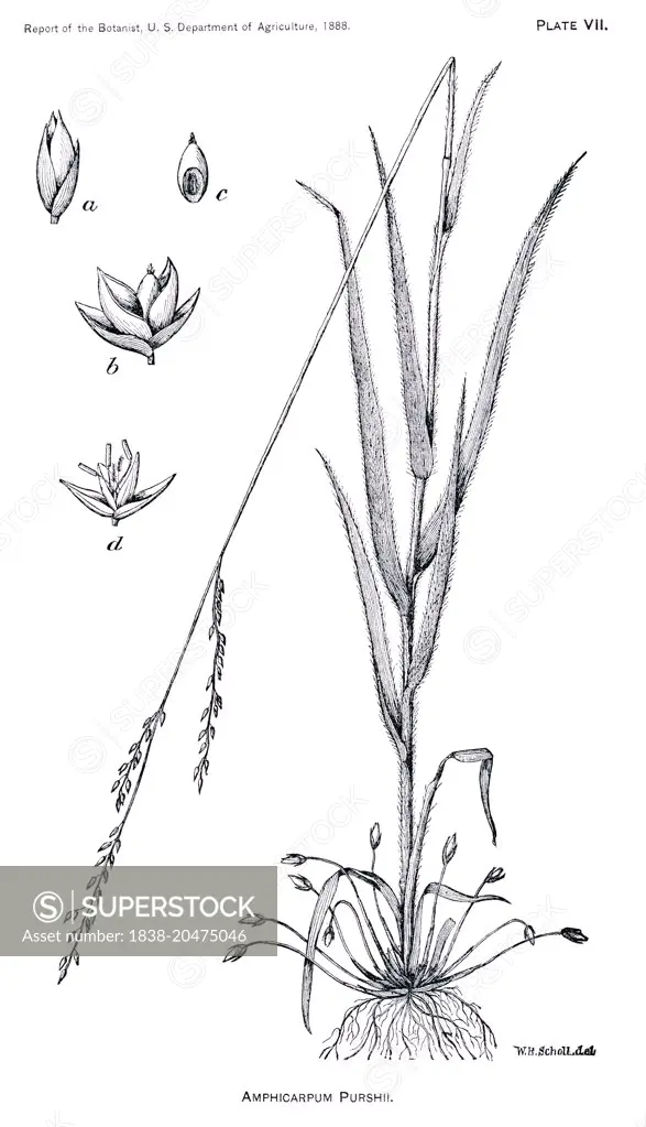 Grasses and Weeds, Amphicarpum purshii, Report of the Commissioner of Agriculture, US Dept of Agriculture, Illustration,  1888 