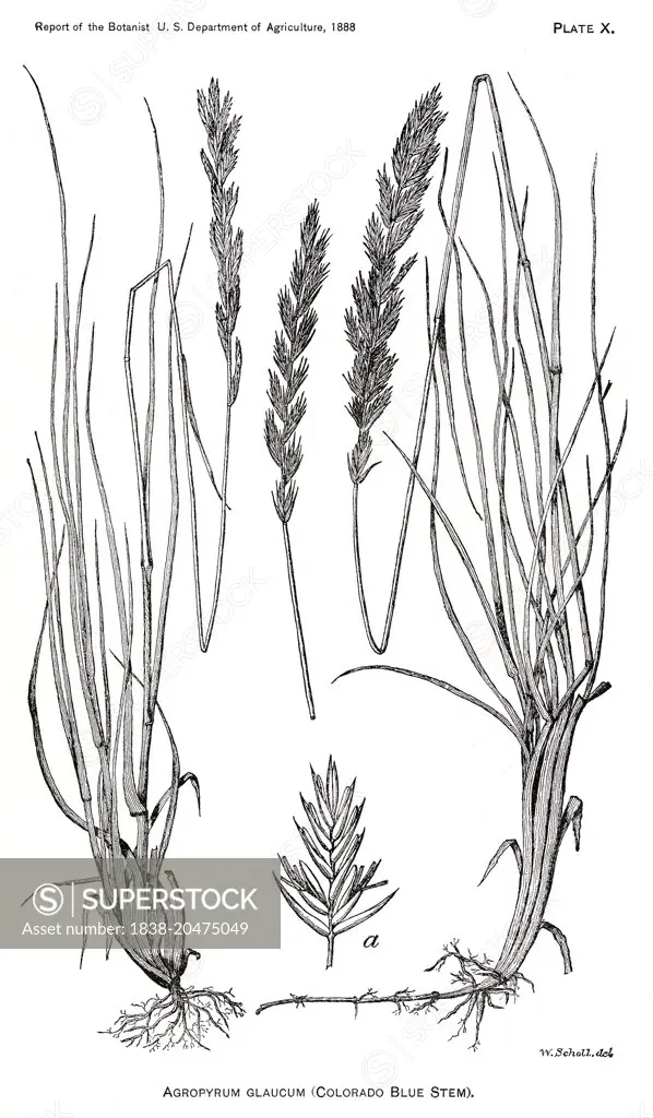 Grasses and Weeds, Agropyrum Glaucum, Colorado Blue Stem, Report of the Commissioner of Agriculture, US Dept of Agriculture, Illustration,  1888 
