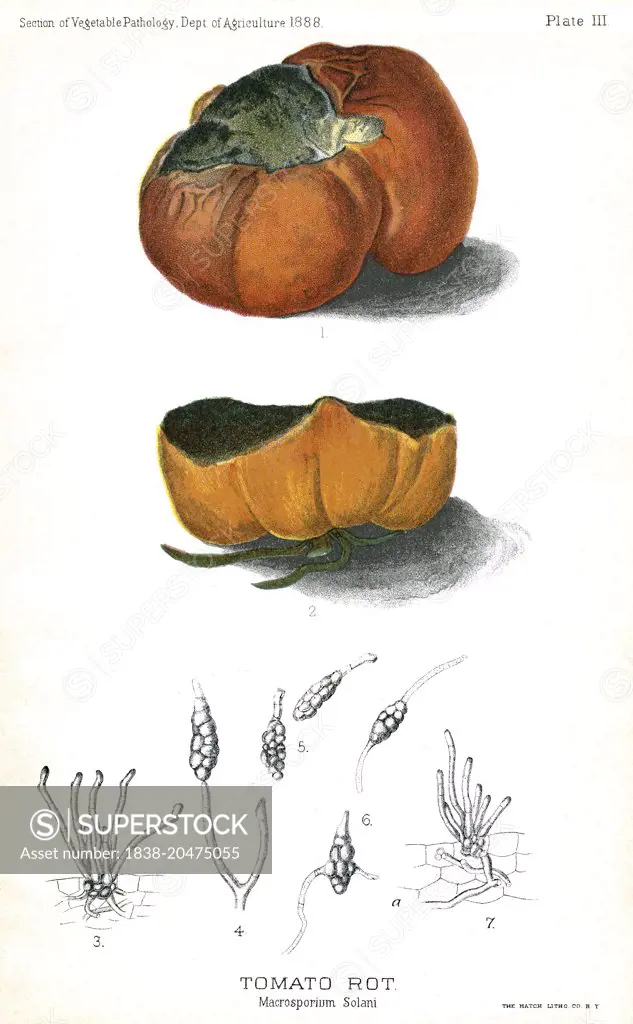 Tomato Rot, Macrosporium Solani, Report of the Commissioner of Agriculture, US Dept of Agriculture, Illustration, 1888 