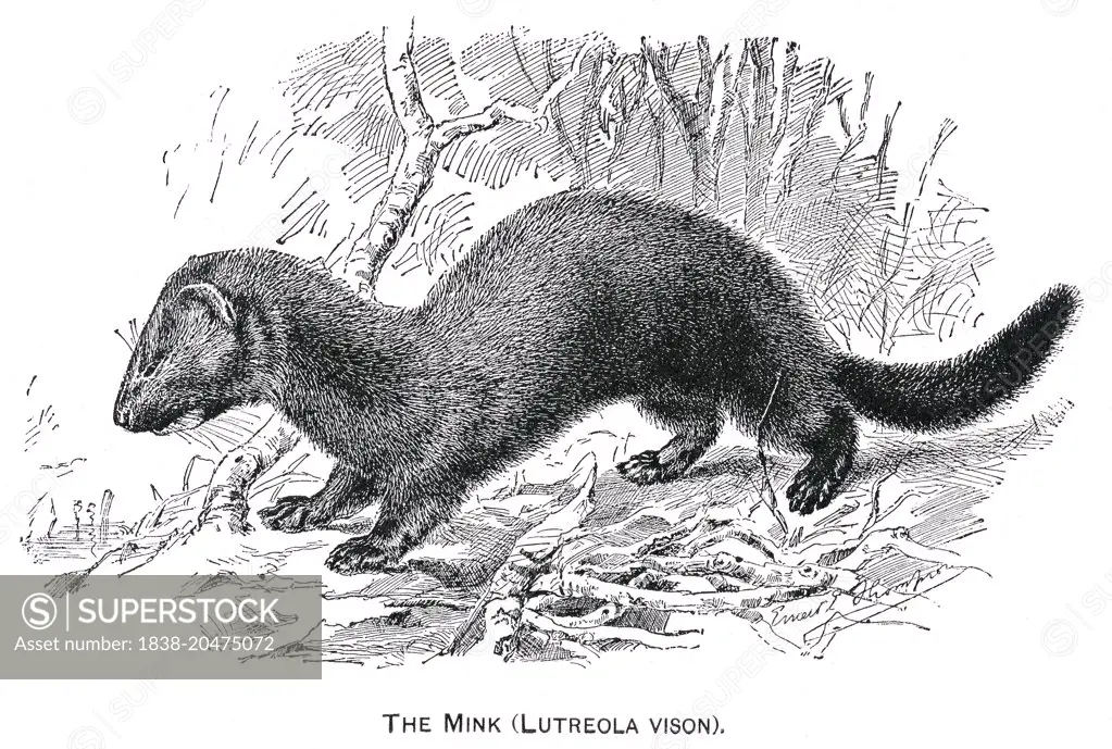 The Mink, Lutreola Vision, Report of the Commissioner of Agriculture, US Dept of Agriculture, Illustration,  1888 