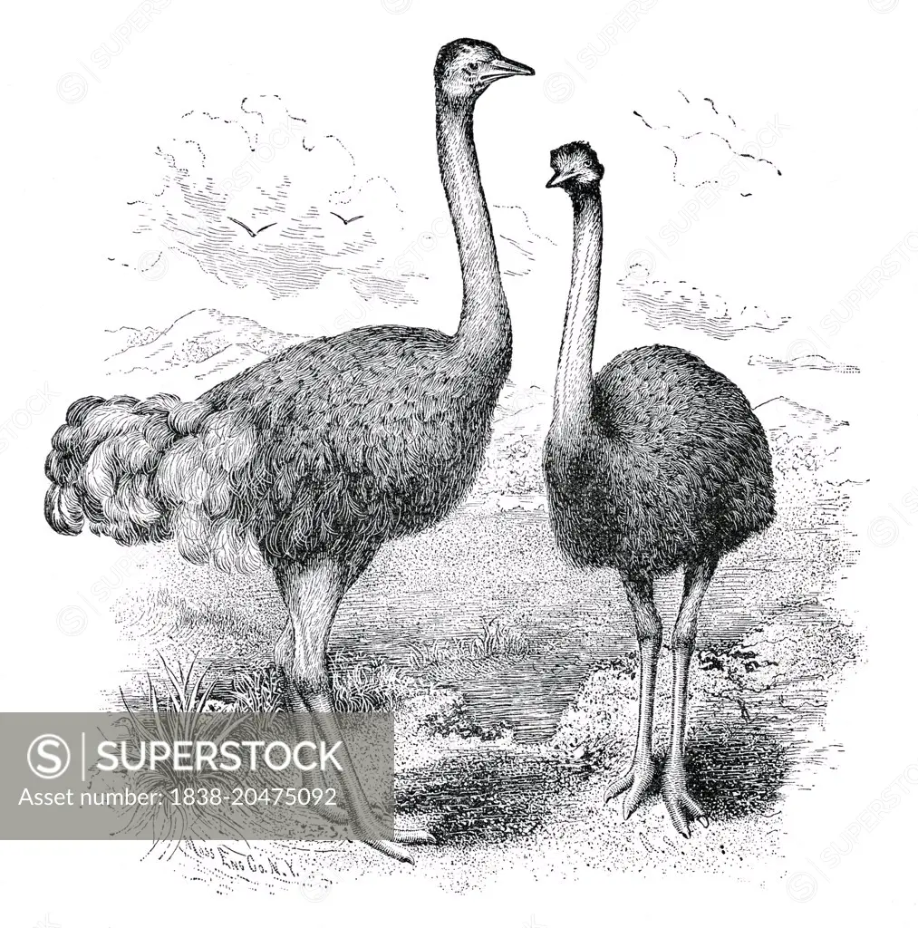 Adult Ostrich, male and female, Report of the Commissioner of Agriculture, US Dept of Agriculture, Illustration,  1888 