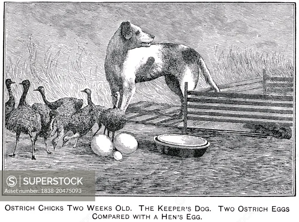 Ostrich Chicks Two Weeks Old, The keepers dog, Two Ostrich eggs compared With Hens Egg, Report of the Commissioner of Agriculture, US Dept of Agriculture, Illustration,  1888 
