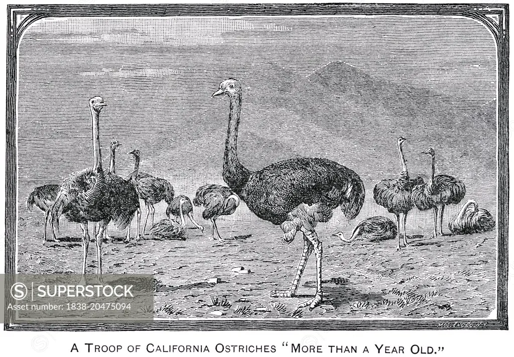 Troop of California Ostriches, Report of the Commissioner of Agriculture, US Dept of Agriculture, Illustration,  1888 
