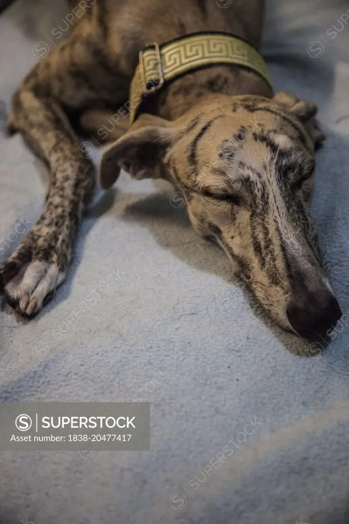 Sleeping Greyhound
