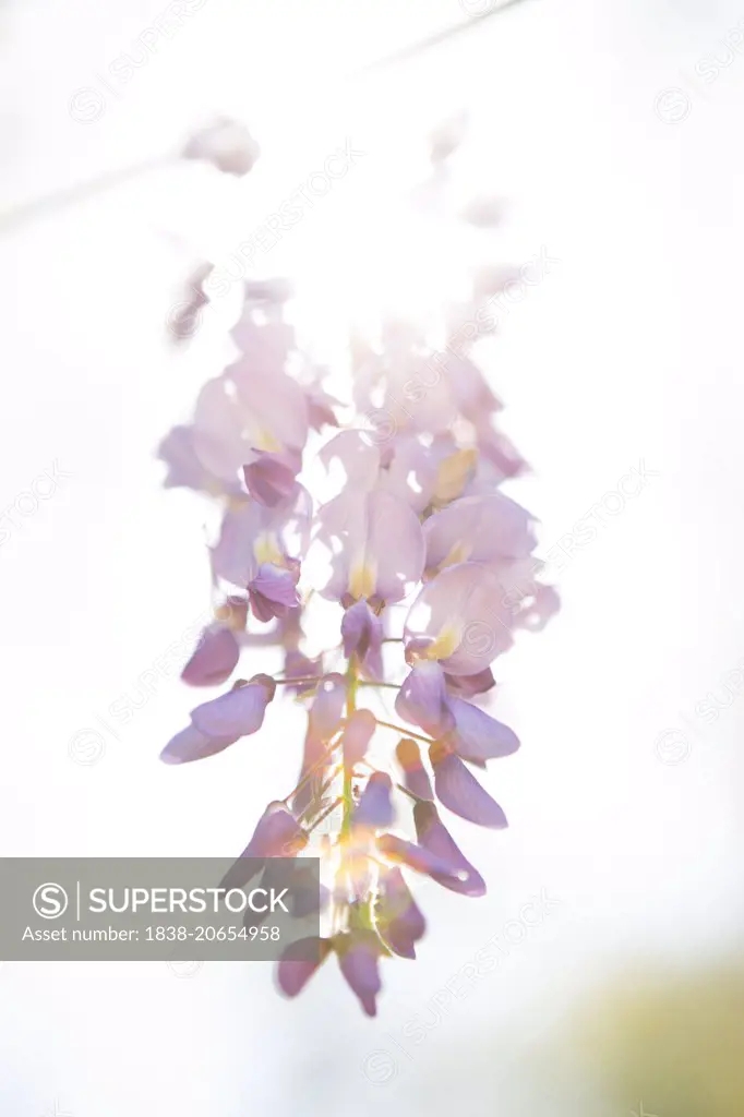Wisteria Flowers in Sunlight