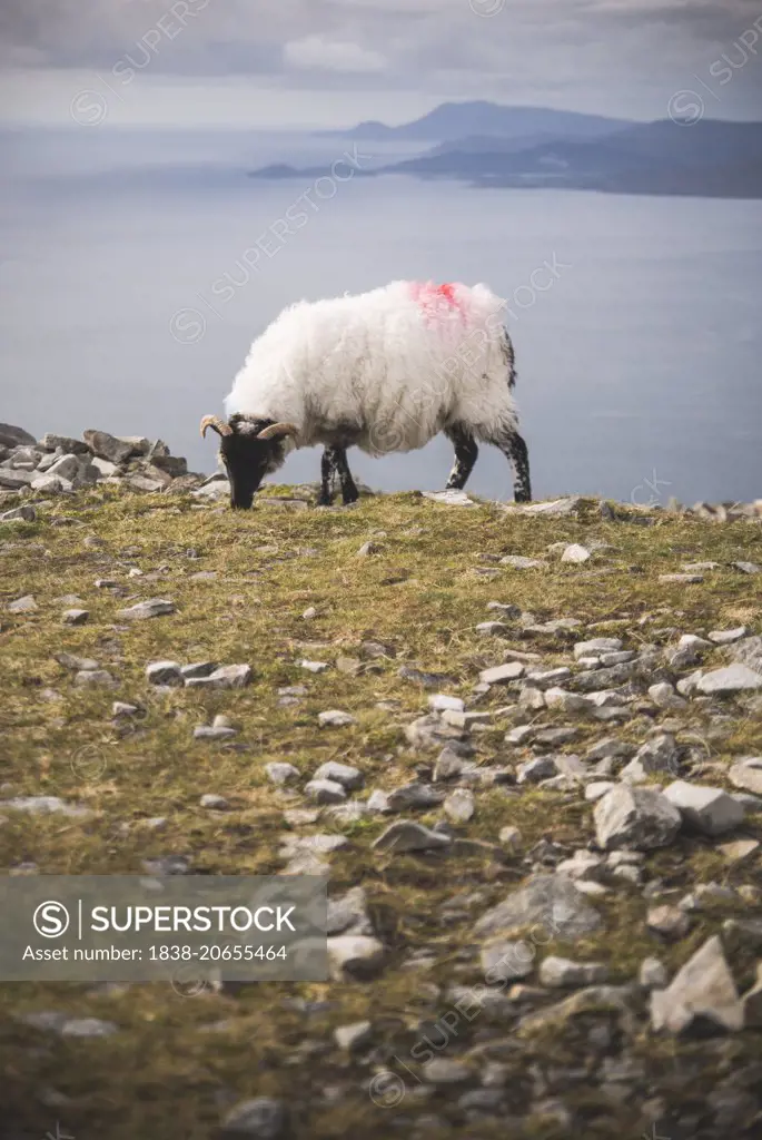 Goat Grazing on Grass, Croagh Patrick, Ireland