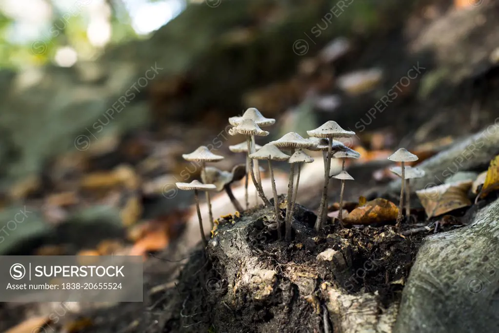 Wild Mushrooms in Woods